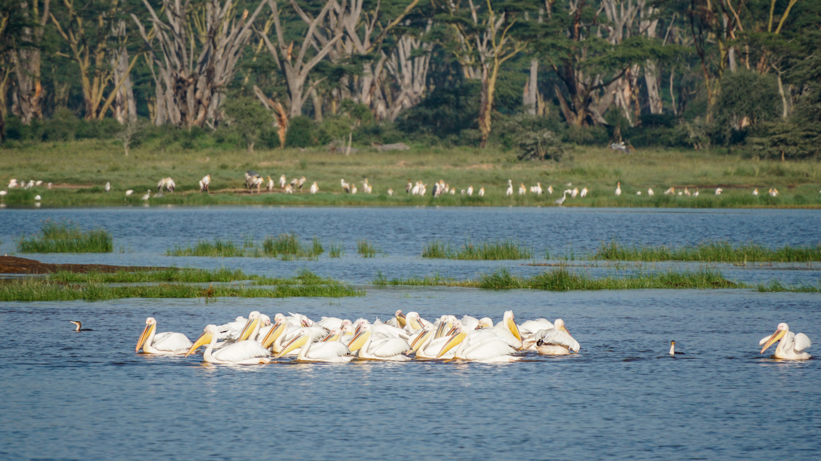 lake nakuru