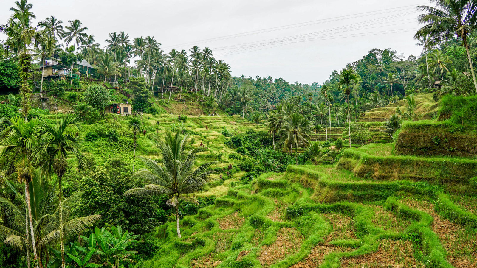 ubud bali
